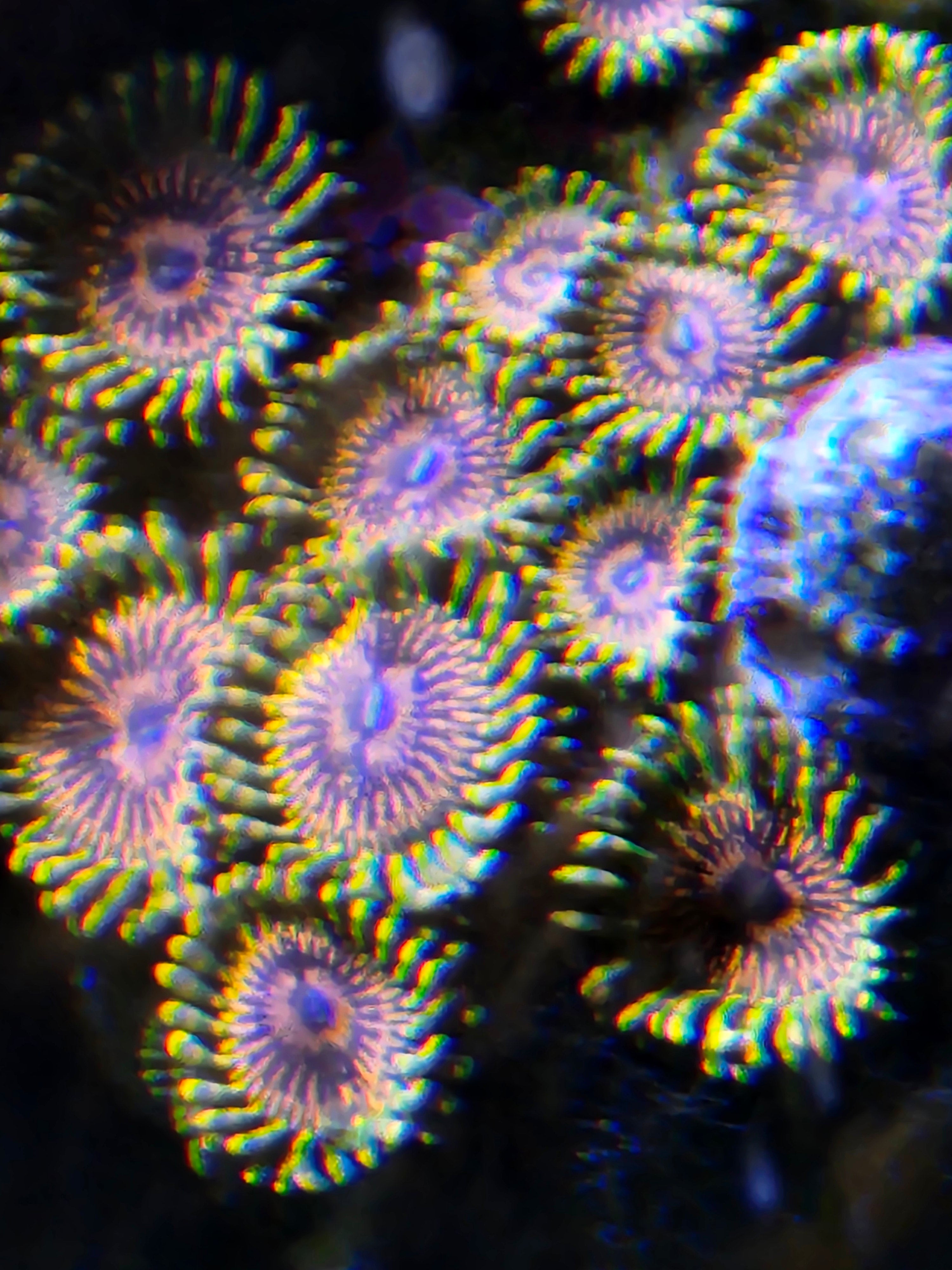 Gmk zoa