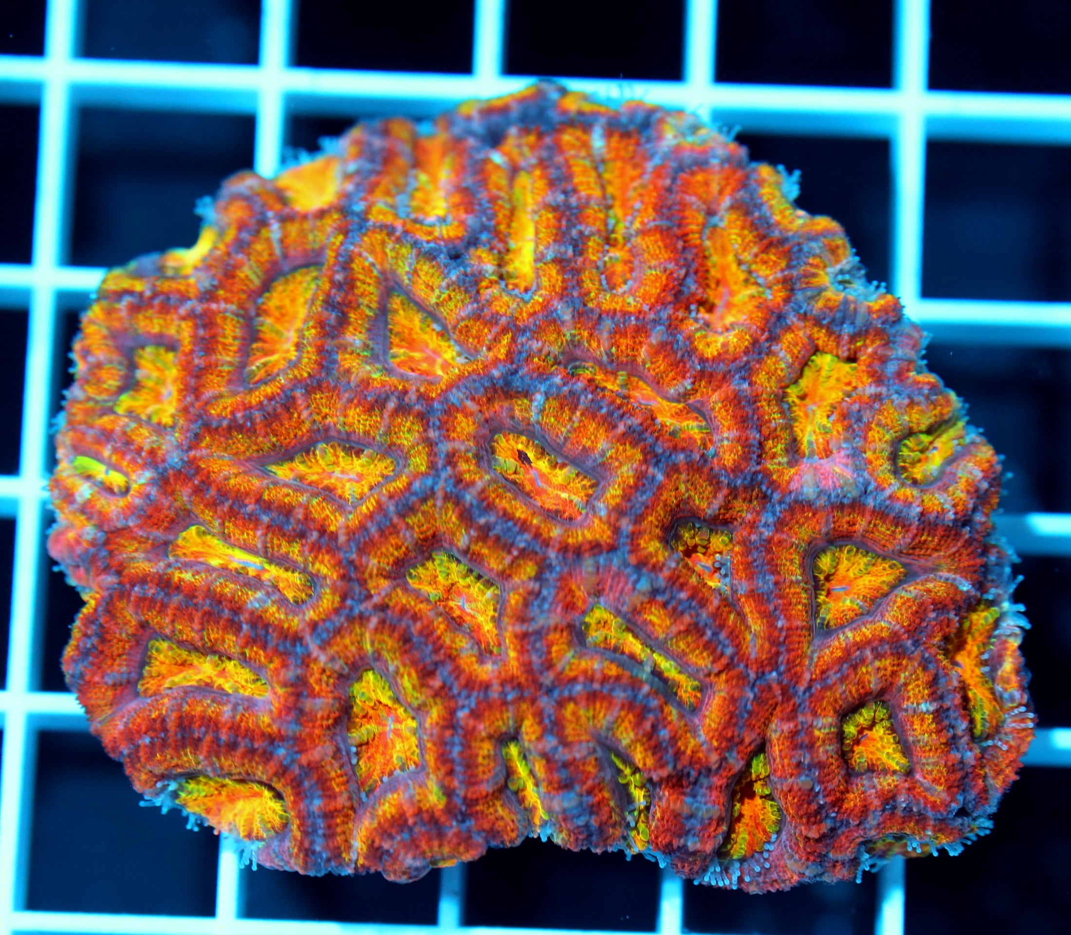 Ultra acan colony