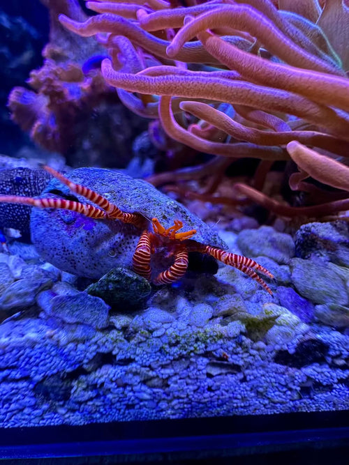 anemone