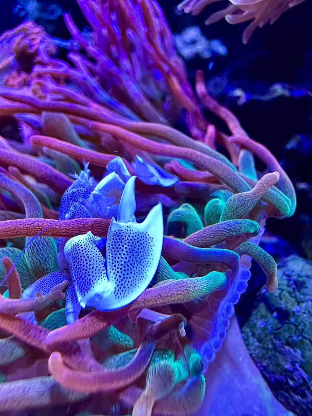 anemone