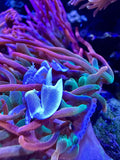 anemone