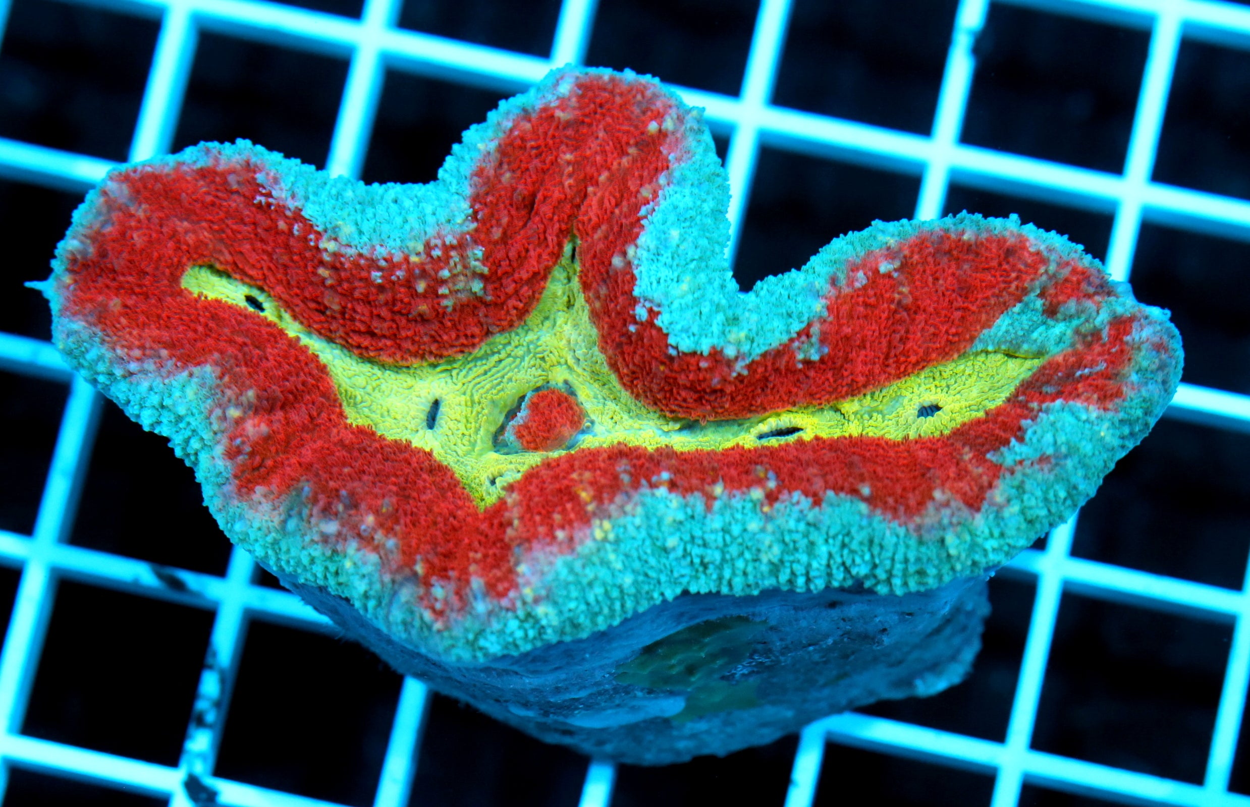 Ultra Lobophyllia