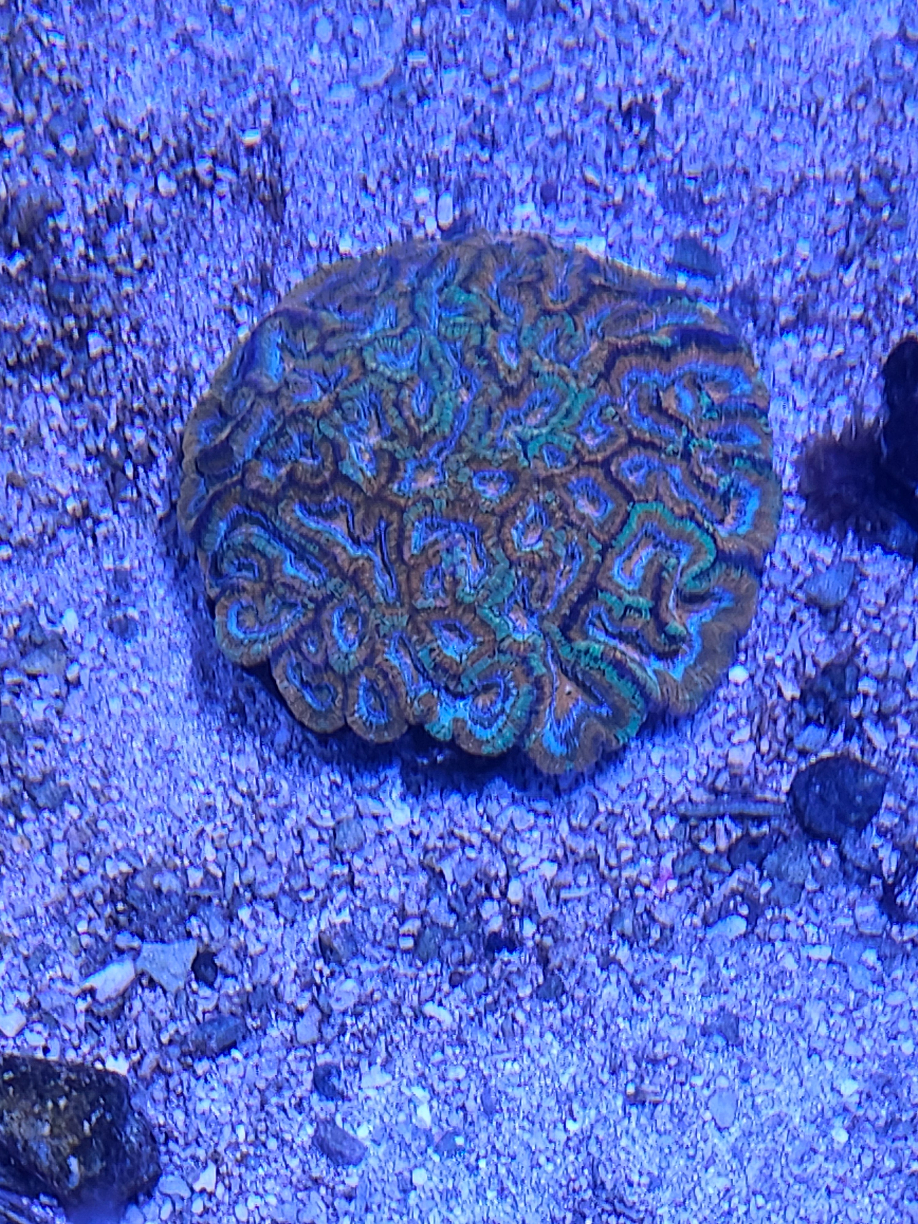 wilsoni