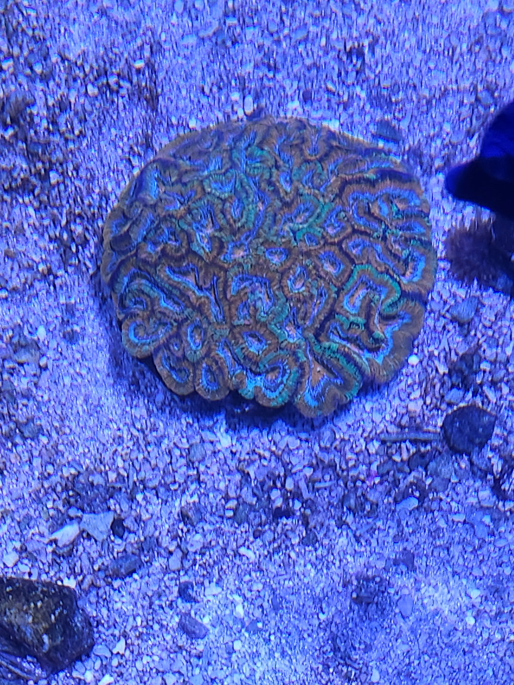 wilsoni