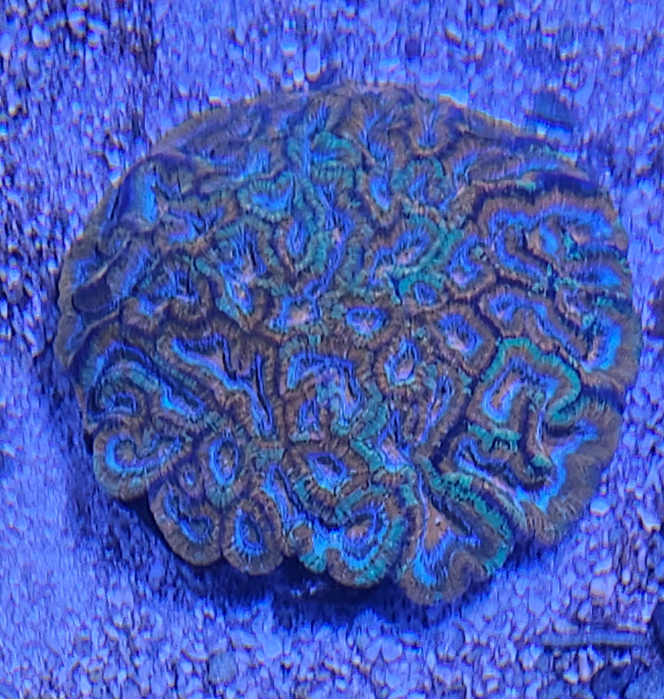 wilsoni